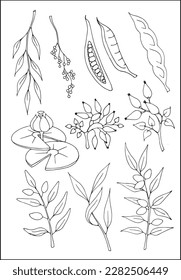 Conjunto de elementos decorativos vectoriales botánicos en blanco y negro, contornos y diferentes formas de hojas tropicales, siluetas de hojas.