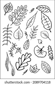 Set of vector vegetal decorative elements, contours of leaves in black and white, different forms of tropical leaves.