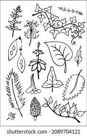 Set of vector vegetal decorative elements, contours of leaves in black and white, different forms of tropical leaves.