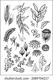 Set of vector vegetal decorative elements, contours of leaves in black and white, different forms of tropical leaves.