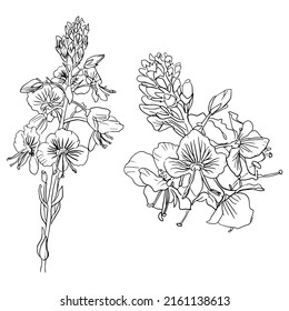 conjunto de flores vectoriales verónicas aisladas en un fondo blanco. Ilustración botánica de flores de glicinia en estilo lineal. pintura dibujada a mano. Diseño, decoración, libros.