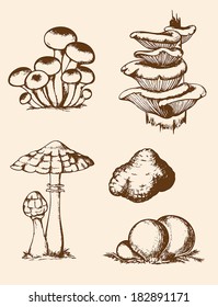 Set of vector vintage hand drawn forest mushrooms