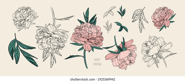 Set of vector vintage peonies with dark strokes on a brown background. Soft pink and black and white flowers. Imitation of a hand drawing on old craft paper. Elements for packaging and banners design.