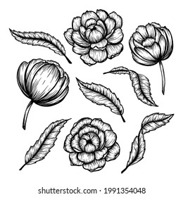 Conjunto de peonías vectoriales con trazos oscuros sobre un fondo marrón. Imitación de un dibujo a mano sobre papel artesanal antiguo