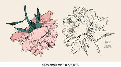Conjunto de peonías vectoriales sobre un fondo beige en el color del papel artesanal antiguo. Varios elementos para el diseño de tarjetas, invitaciones a bodas, banners, patrones. Flor rosa, negra y blanca.