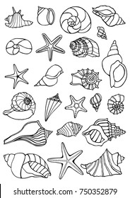 Set of vector vintage seashells. Black illustrations of shells on a white background.