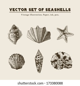 Set of vector vintage seashells. Five illustrations of shells and starfish on a beige background.