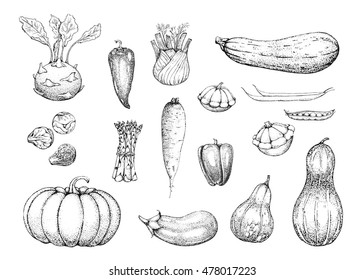 Set of vector vintage vegetables. Fresh eco product. Hand drawn illustration. Farmers market. Engraving. Healthy vegetarian food. Harvest. Hand drawn background.