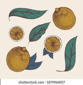 Set of vector vintage whole lemons with leaves and wedges. Imitation of an old drawing on brown craft paper. Elements for design packaging of juice, cosmetics, banners of organic products.Shaded fruit