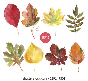  set of vector watercolor foliage, autumn leaf