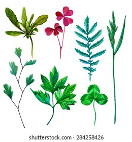 Set of vector watercolor green and red leaves and herbs