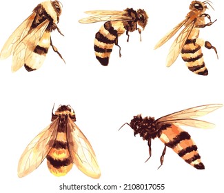 a set of vector watercolor illustrations of a honey bee on a white background