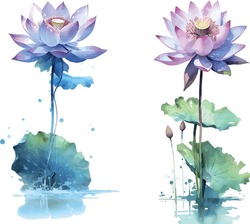 Set Of Vector Watercolor Illustrations Of Lotus Flowers Water Lily White Purple Red Pink