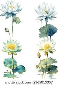 set of vector watercolor illustrations of lotus flowers water lily white purple red pink