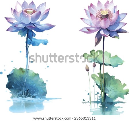 set of vector watercolor illustrations of lotus flowers water lily white purple red pink