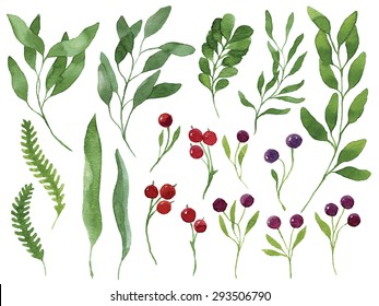 A set of vector watercolor leaves, berries and branches. Design elements to make your own patterns, laurels and compositions. Great for wedding or invitations. Vector watercolor. Vectorized painting.