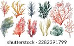 Set of vector watercolor seaweed and corals isolated on white. Sea theme, design element, decoration of water entertainment places, parks, beaches.