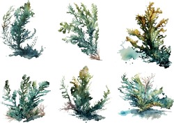 Set Of Vector Watercolor Seaweed And Corals Isolated On White. Sea Theme, Design Element, Decoration Of Water Entertainment Places, Parks, Beaches.