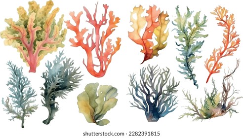 Set vector watercolor seaweed