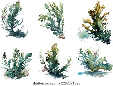 Set vector watercolor seaweed
