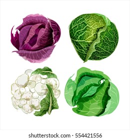 Set of vector watercolor vegetables. Cabbage, cauliflower, savoy