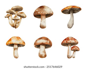 Set of vector watercolour mushrooms. Autumn botanical collection of different mushroom types. 