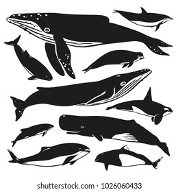 Set of vector whales and dolphins. Hand drawn illustration
