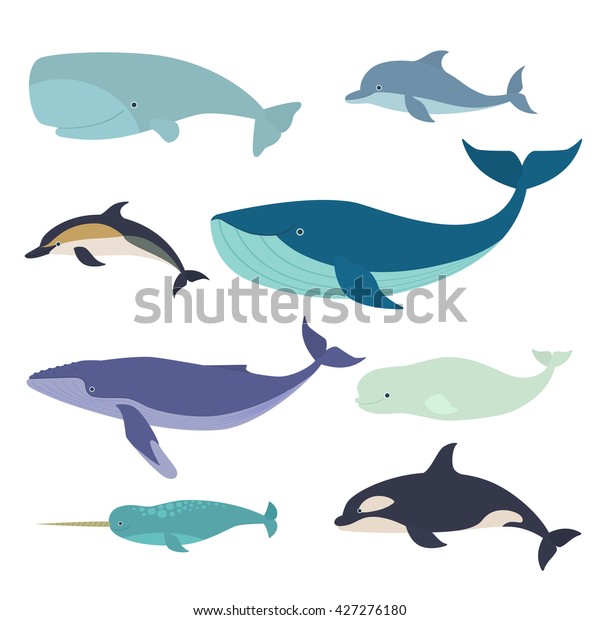 Set of vector whales\
and dolphins. Vector illustration of marine mammals, such as\
narwhal, blue whale, dolphin, beluga whale, humpback whale and the\
sperm whale.