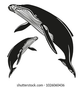 Set of vector whales. Hand drawn illustration