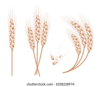 Set of vector wheat in 3d isolated white background with seed addition. Vector illustration.