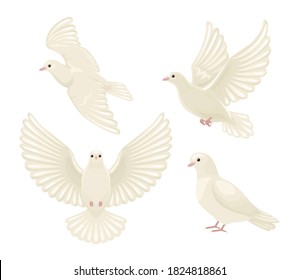 Set of vector white doves in different poses. Flying, with spread wings and sitting dove isolated. Flat cartoon illustration.