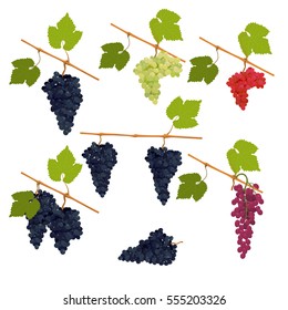 Set of vector wine grapes