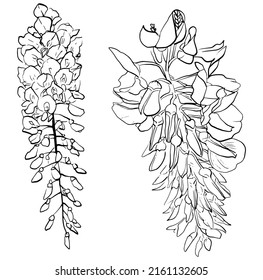 set of vector wisteria flowers isolated on a white background. Botanical illustration of wisteria flowers in linear style. For design, decor, books