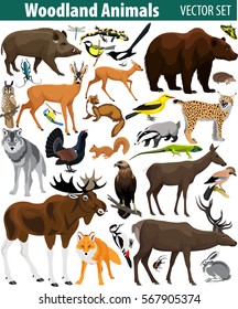 Set of vector woodland forest animals isolated on white background. 