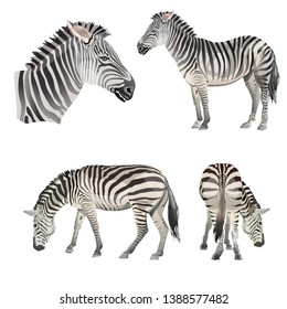 Set of vector zebras. Vector illustration isolated on the white background