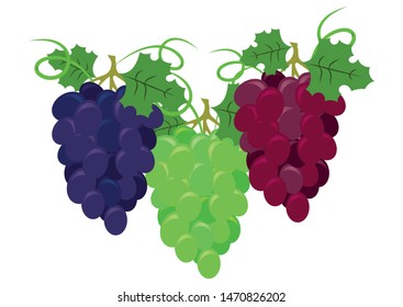Set of vectorial grapes. Red, Pink Muscatel and white table grapes, wine grapes isolated on white background