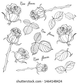 set of vectorized images of roses, flowers and leaves, on white background, 