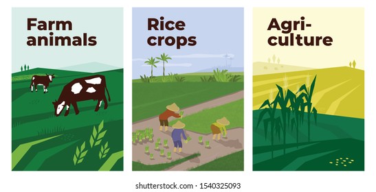 Conjunto de vectores con agricultura, animales de granja y cultivos de arroz. Ilustraciones de gente trabajando en arrozales, vacas en pastos y paisajes con maíz. Plantilla para afiches, banners, volantes y anuncios.