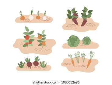 Set von Gemüsebetten. Im Garten wachsen Zwiebeln, Auberginen, Paprika, Karotten, Kohl und Rüben. Einzige Ernte auf dem Boden. Vektorgrafik für frisches und reihendes Essen.