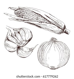 Set of vegetable crops. Onion, garlic, corn. Hand drawn sketch. Vector illustration isolated on white background in the Botanical style. Realistic.
