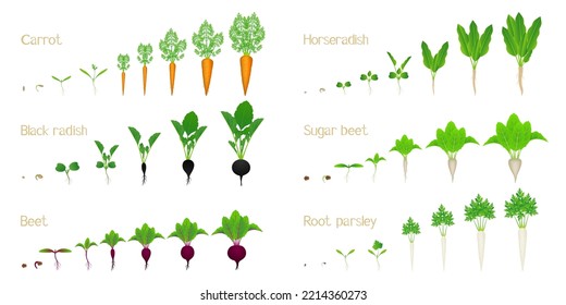 Set of vegetable growth life cycles on a white background.