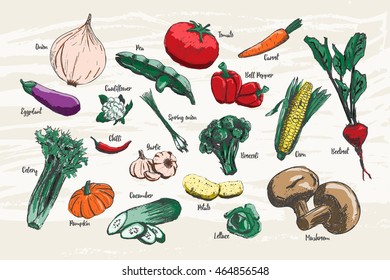 Set of vegetable hand drawn with colors and name.