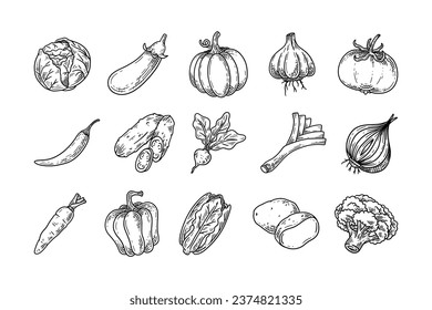 Satz von handgezeichneten pflanzlichen Illustrationen