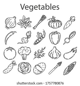 Set of vegetable icons on a white background. Food collection.