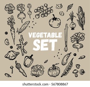 Set of vegetable objects. Vector illustration