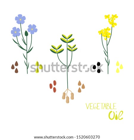 A set of vegetable oils of different types. Flat vector illustration of  linenseed, colza, peanut oil.