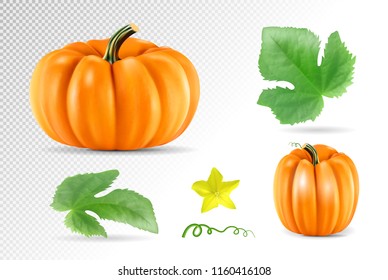 Set vegetable pumpkins with green leaves isolated on transparent background. Realistic vector, 3d illustration