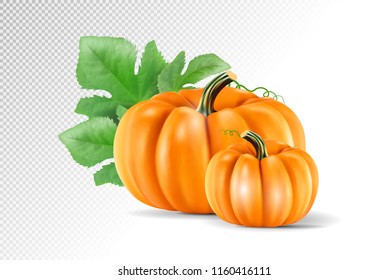 Set vegetable pumpkins with green leaves isolated on transparent background. Realistic vector, 3d illustration