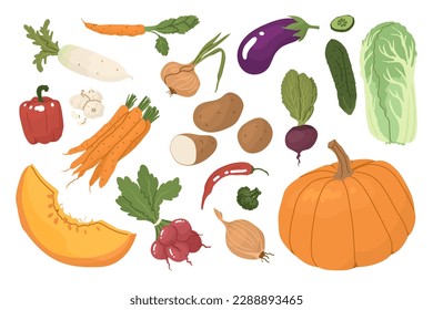 Un conjunto de verduras después de la cosecha. Productos agrícolas, agricultura orgánica. Diferentes tipos de verduras. Cultivos cruciferos, pachólicos, raíces. Ilustración de vectores para agricultores y mercados de alimentos. 