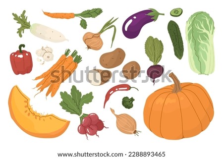 A set of vegetables after harvest. Farm products, organic farming. Different types of vegetables. Cruciferous, pacholic, root crops. Vector illustration for farmers and food markets. 